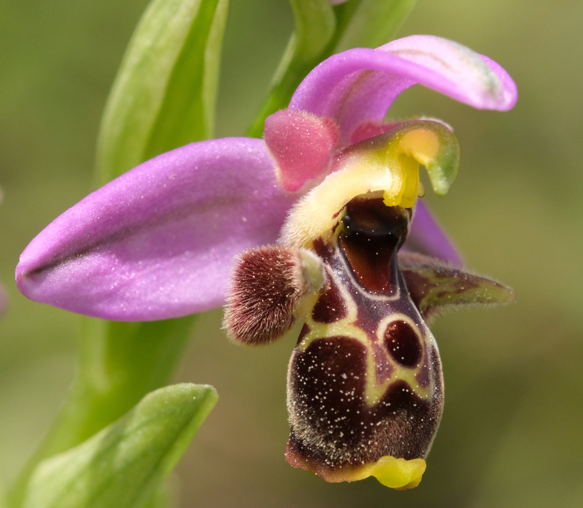 Ultime orchidee per quest''anno - Dalla Grecia con passione